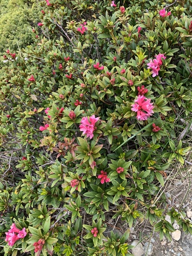 Rusty-leaved Alpenrose