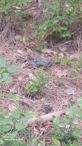 grass snake