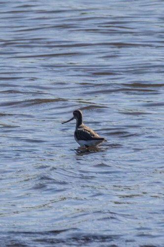 iNaturalist image