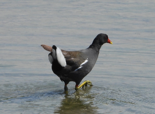 iNaturalist image