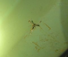 Nippoptilia cinctipedalis