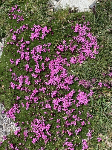 Moss Campion