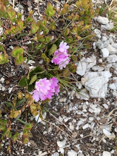 Hairy Primrose