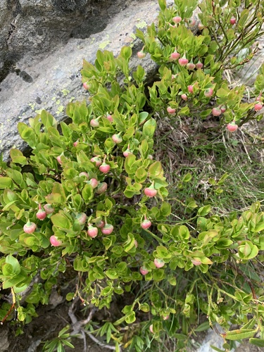 common bilberry
