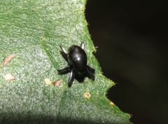 Trigonopterus