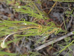 Lasthenia burkei