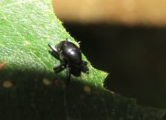 Trigonopterus