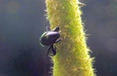 Trigonopterus