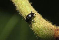 Trigonopterus