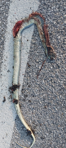 Eastern Montpellier Snake
