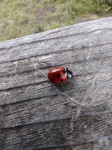 Seven-spotted Lady Beetle
