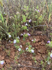 Acanthomintha ilicifolia