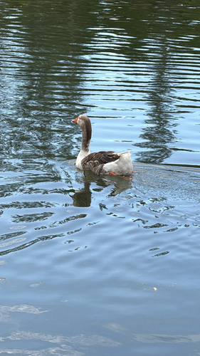 iNaturalist image