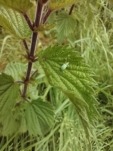 Polydrusus planifrons