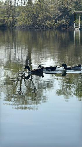 iNaturalist image