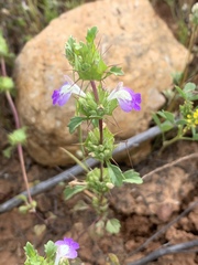 Acanthomintha ilicifolia