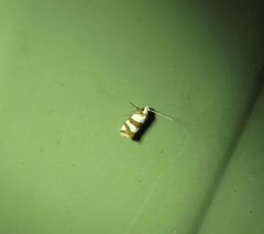 Prepocosma schalidota