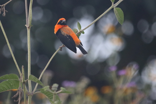 Black-winged Bishop photographed in Burundi