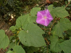 Ipomoea silvicola