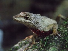 Anolis heteropholidotus
