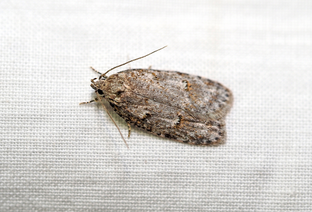 Bog Bibarrambla Moth