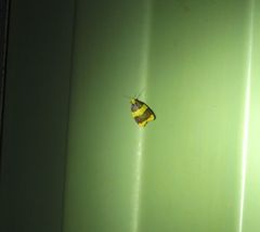 Heterallactis phlogozona