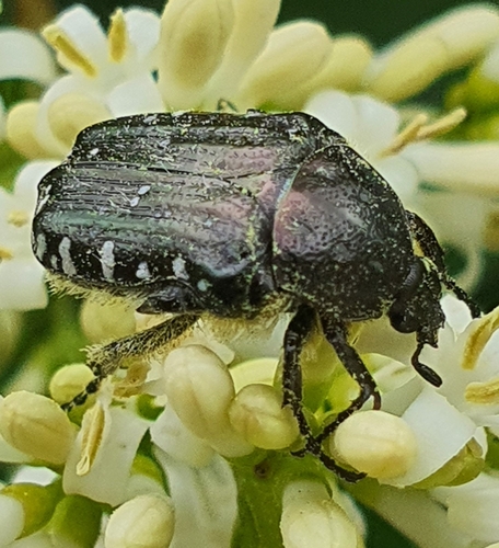 Mediterranean Spotted Chafer