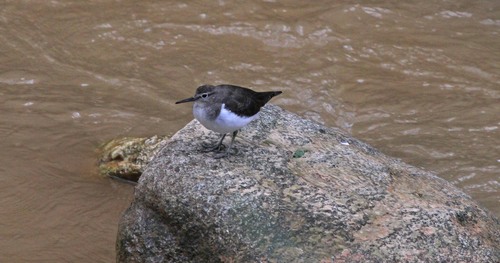 iNaturalist: (c) stevecarter27, some rights reserved (CC BY-NC) iNaturalist image