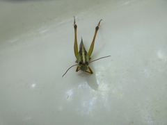 Staurorhectus longicornis