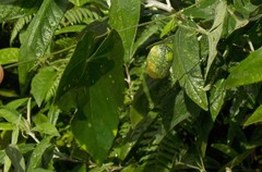 Rytidostylis gracilis