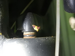 Endotricha persicopa