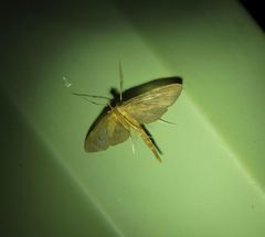 Hymenoptychis sordida