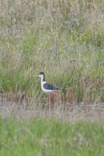 iNaturalist: (c) evgeniy_vladimirov, some rights reserved (CC BY-NC) iNaturalist image