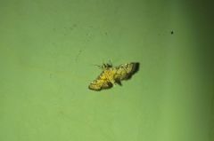 Metasia polytima
