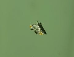 Nymphicula queenslandica