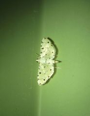 Pycnarmon cribrata