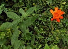 Comaclinium montanum