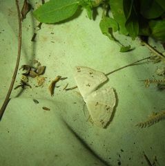 Somatina rufifascia
