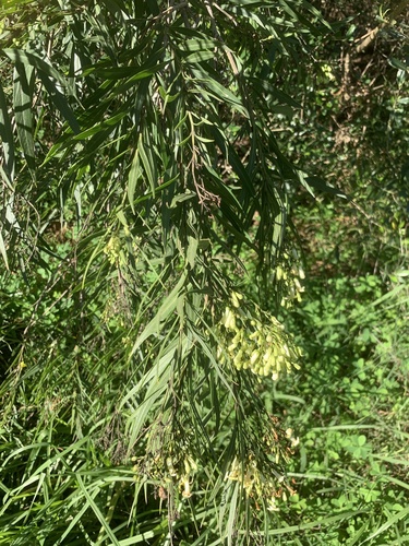 Freylinia lanceolata
