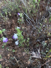 Acanthomintha ilicifolia