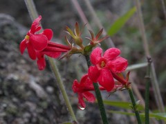 Rovaeanthus strigosus