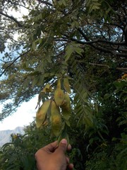 Lonchocarpus rugosus