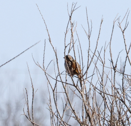 Fox Sparrow