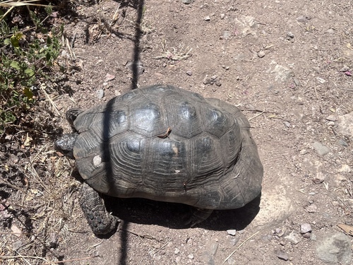 Marginated Tortoise