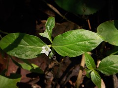 Spigelia