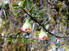 Disterigma codonanthum