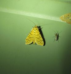 Conogethes punctiferalis