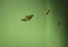 Metasia polytima