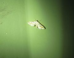 Parapoynx dentizonalis