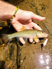 Bigmouth Chub photo 3